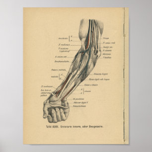 Braço Impressão de Anatomia Alemã Vintage 1888
