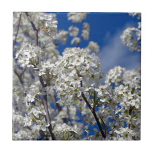 Bradford Pear Blooms