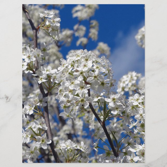 Bradford Pear Blooms (Frente)