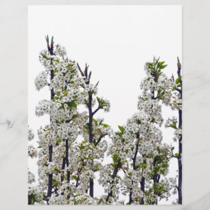 Bradford Pear Blossoms