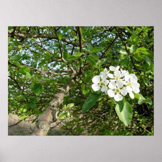 Bradford Pear tree - Poster (Frente)