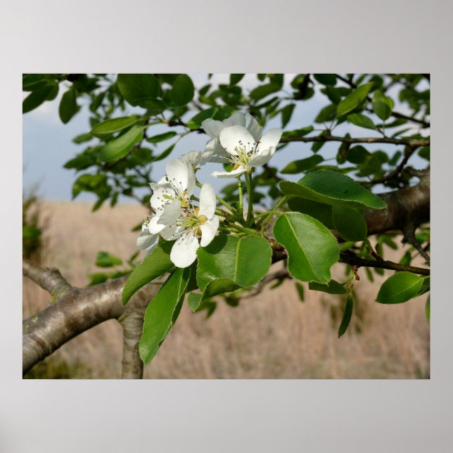 Bradford Pear tree - Poster (Frente)