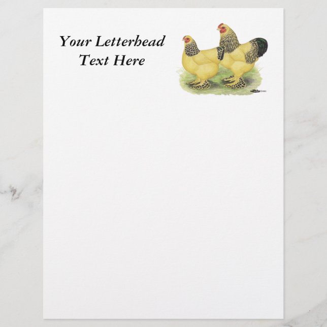 Brahma Buff Pair (Frente)