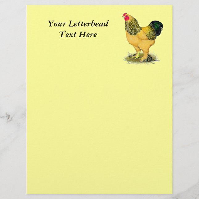 Brahma: Buff Rooster (Frente)