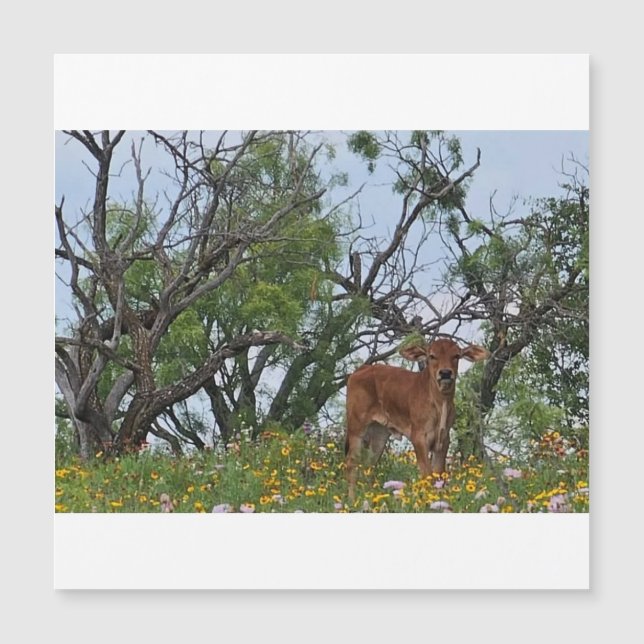 Brahman Calf in Wildflowers (Frente)