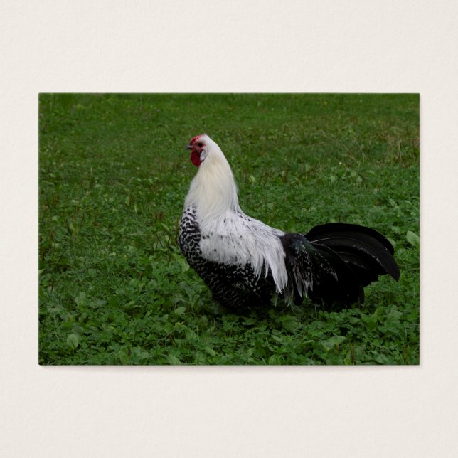 Brakel Hahn (Frente)