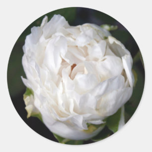 Branca - Fotografia Floral - Adesivos