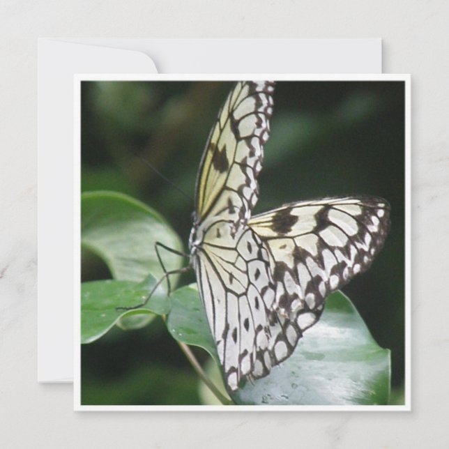 Branco e convite voado preto da borboleta (Frente)