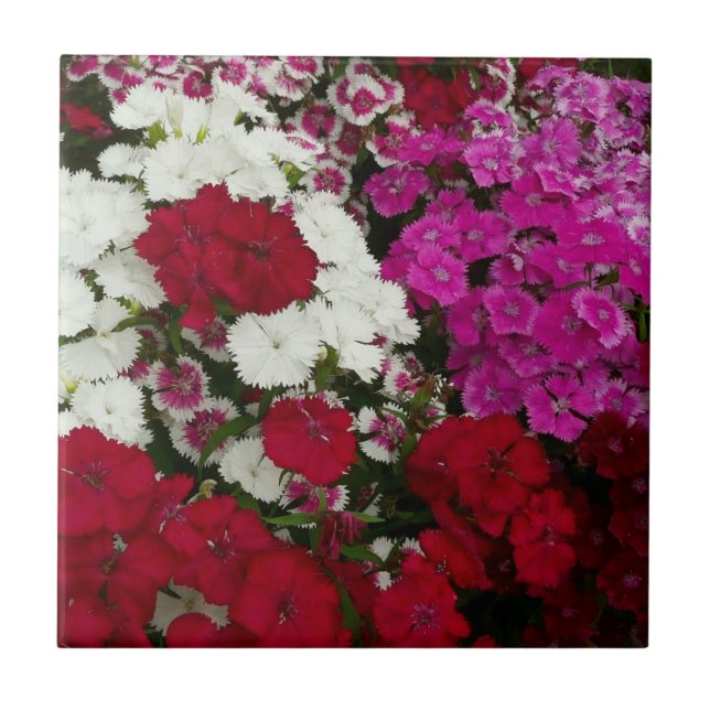 Branco, Rosa e Vermelho Dianthus Floral (Frente)