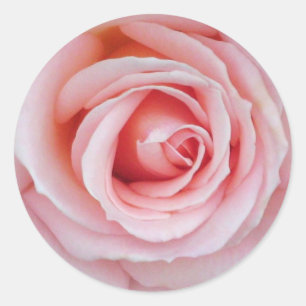 Brandamente etiqueta do rosa do rosa