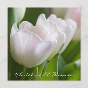 Branquea tulipas • cartão postal