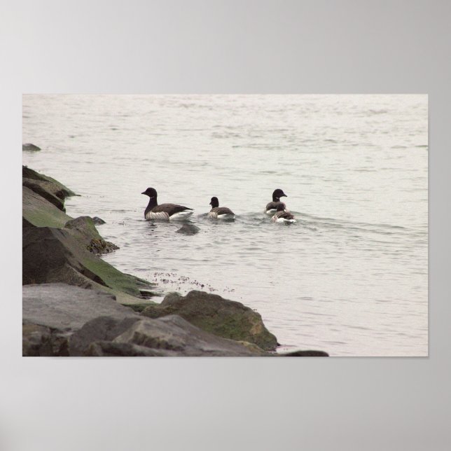 Brant Geese in Ocean Poster (Frente)