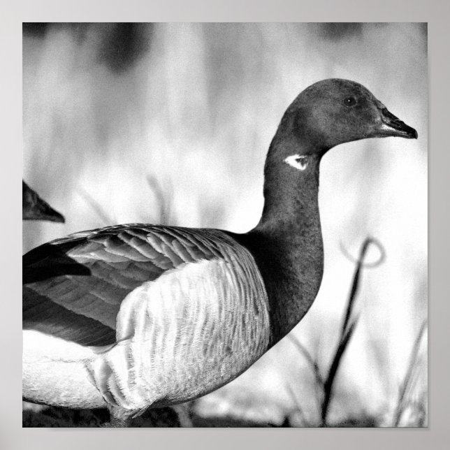 Brant Goose Poster (Frente)