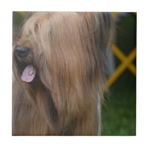 Briard