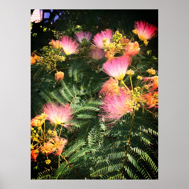 Bright Mimosa Bloom Poster (Frente)