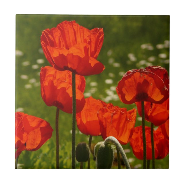 Bright Poppies Close Up Photo (Frente)