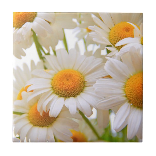 Bright Summer Daisies Photo (Frente)