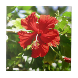 Brilhante Red Hibiscus