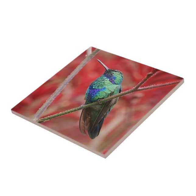 Brilho iridescente (Lateral)