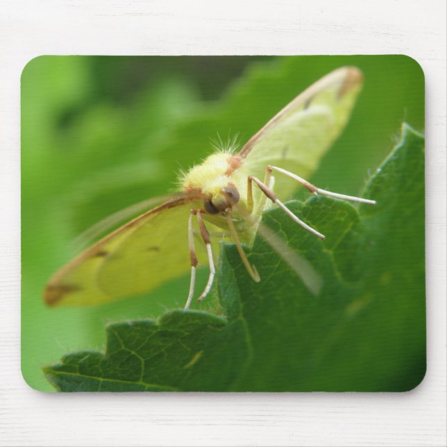 Brimstone Moth Mousepad (Frente)