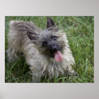 Brindle Cairn Terrier Poster