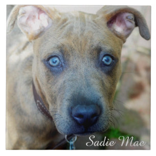 Brindle Pit Bull Puppy por Shirley Taylor