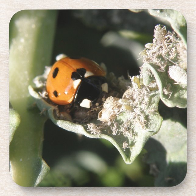 British 7 Spot Ladybug Cork Porta copos (Frente)