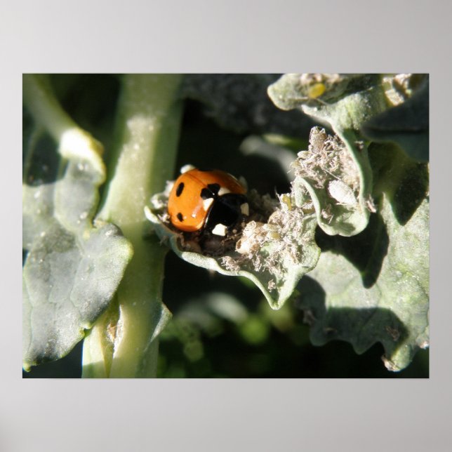 British 7 Spot Ladybug Impressão (Frente)