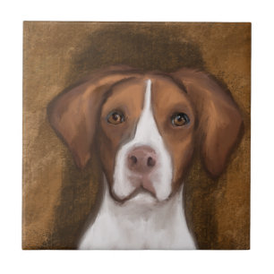 Brittany Spaniel
