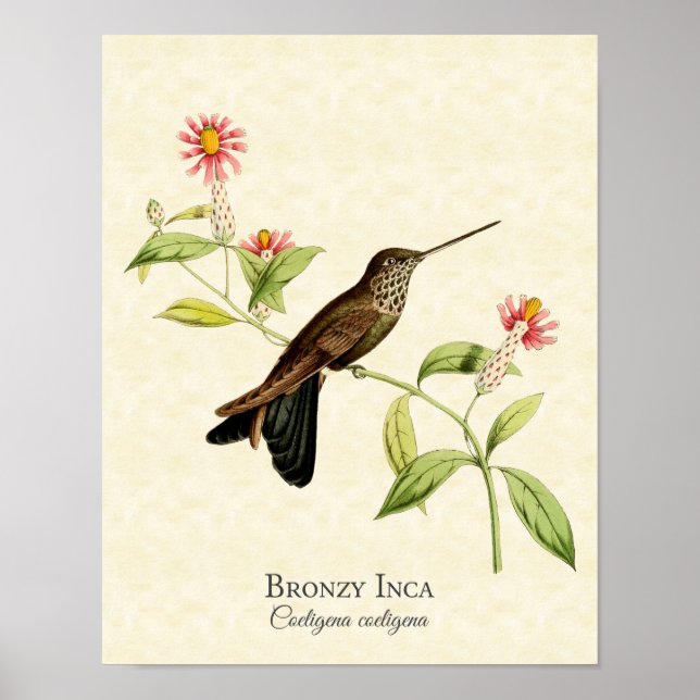 Bronzy Inca Hummingbird Art Impressão (Frente)
