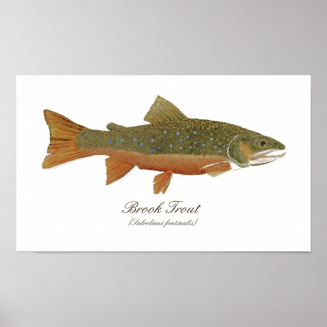 Brook Trout Art Poster (Frente)