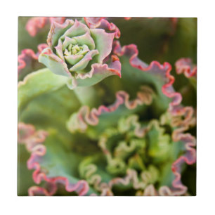 Broto emergente de uma planta Echeveria