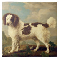 Brown and White Norfolk or Water Spaniel, 1778 (oi