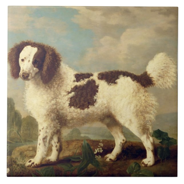 Brown and White Norfolk or Water Spaniel, 1778 (oi (Frente)