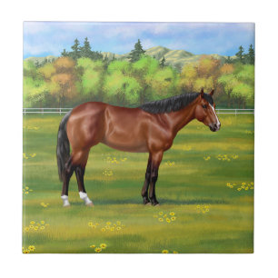 Brown Bay Quarter Horse