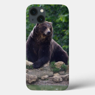 Brown bear