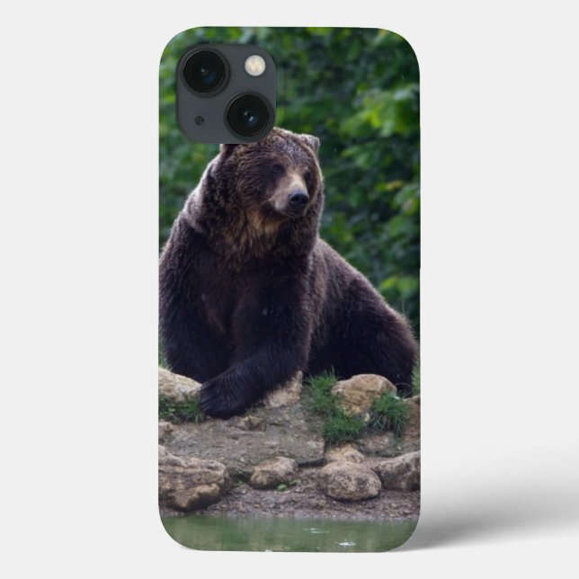 Brown bear (Verso)