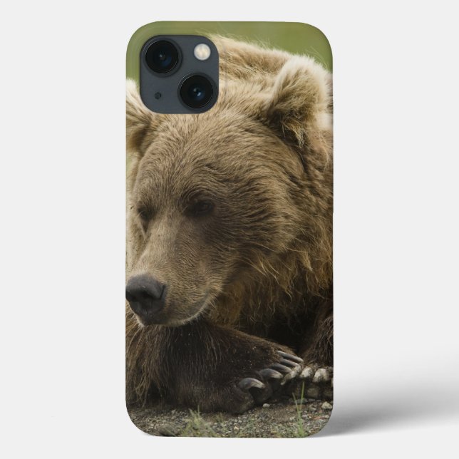 Brown bear, or Coastal Grizzly Bear, Ursus (Verso)