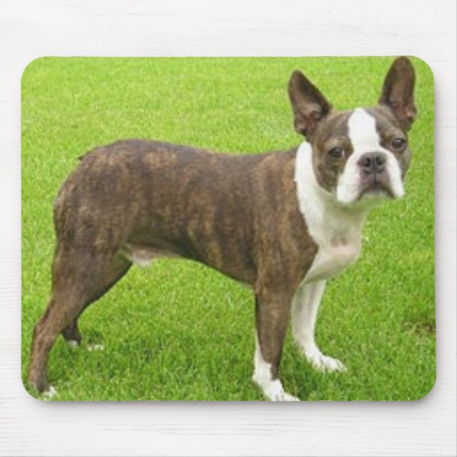 Brown Boston Terrier que está Mousepad (Frente)