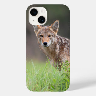 Brown Coyote, Fotografia Canadiana de Vida Selvage