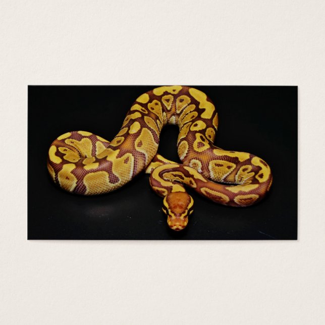 Brown e Dourado Ball Python (Frente)