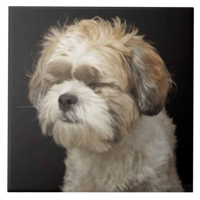 Brown e Shih branco Tzu com os olhos fechados (Frente)