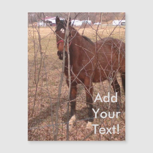 Brown Fazenda Horse West Virginia (Frente)