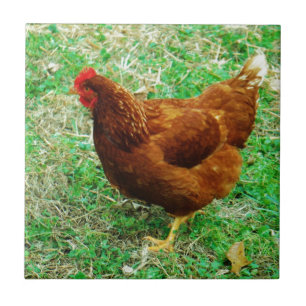 Brown Hen