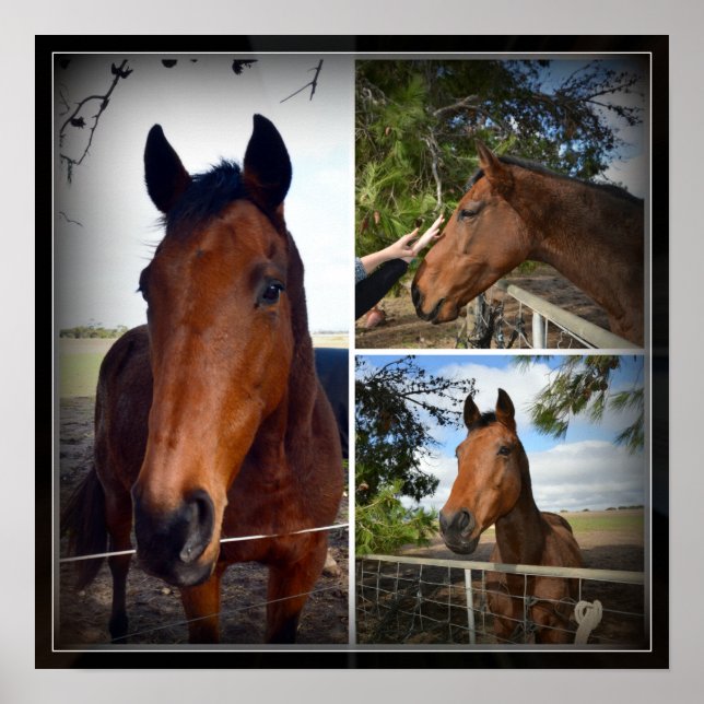 Brown Horse Photo Collage, Poster (Frente)