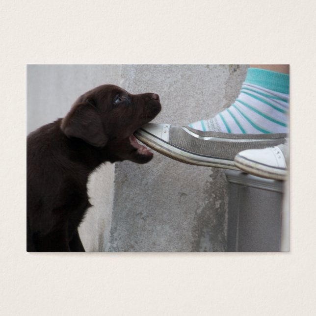 Brown Labrador Puppy faminto (Frente)