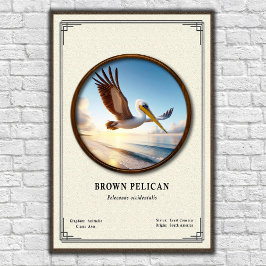 Brown Pelican Zoology Series Poster