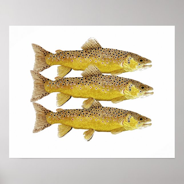 Brown Trout Art Poster (Frente)
