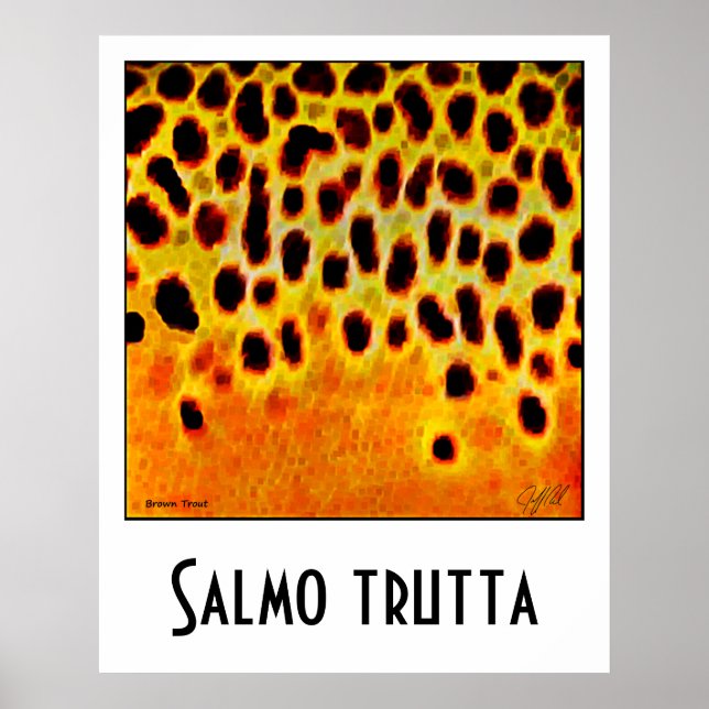 Brown Trout Poster (Frente)