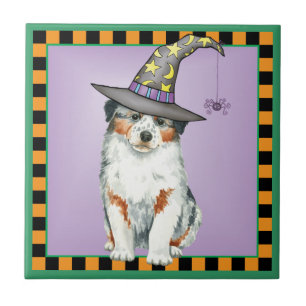 Bruxa Pastora Australiana